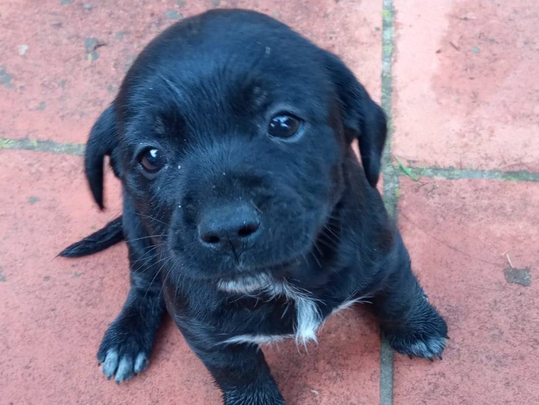 Adozione cane, femmina, Razza sconosciuta Razza sconosciuta, 1 anno, taglia media contenuta, Frosinone