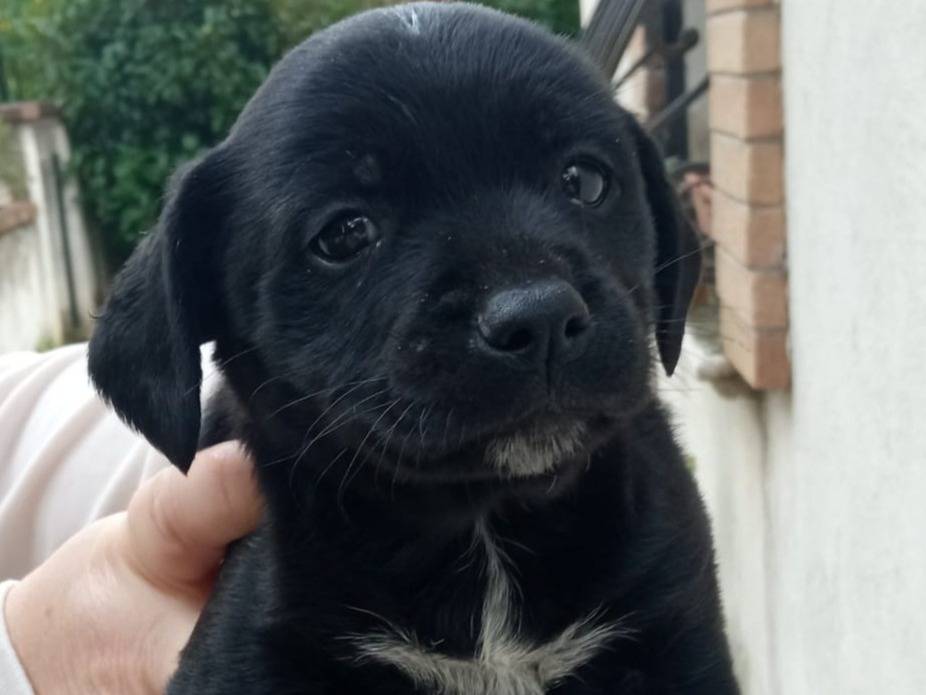Adotta un cane, femmina, 1 anno, Frosinone