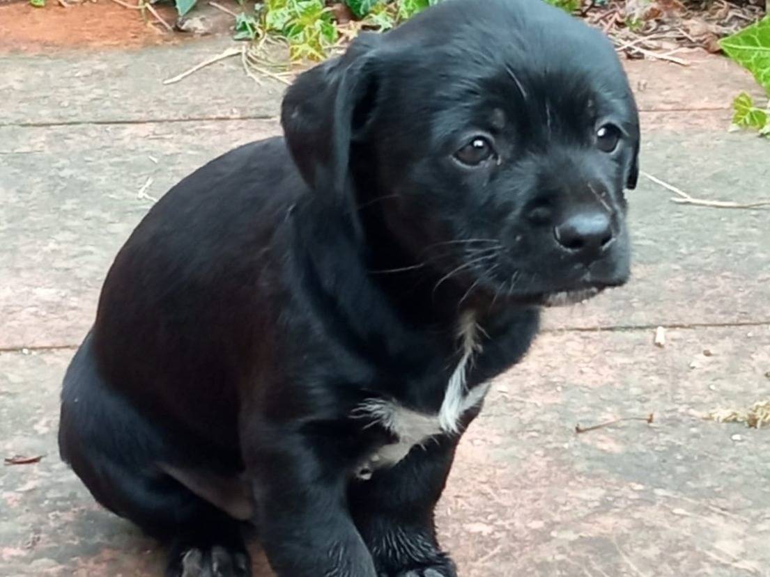 Adotta un cane, taglia media contenuta, femmina, Frosinone