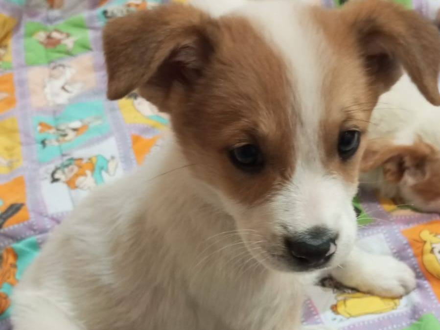 Adozione cane, maschio, Razza sconosciuta Razza sconosciuta, 1 anno e 1 mese, taglia media contenuta, Frosinone