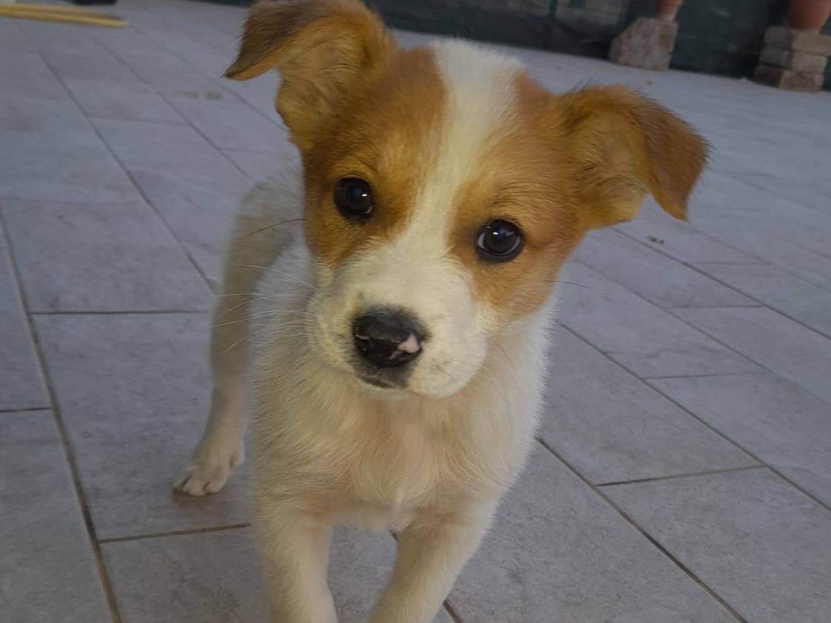 Adotta un cane, maschio, 1 anno e 1 mese, Frosinone