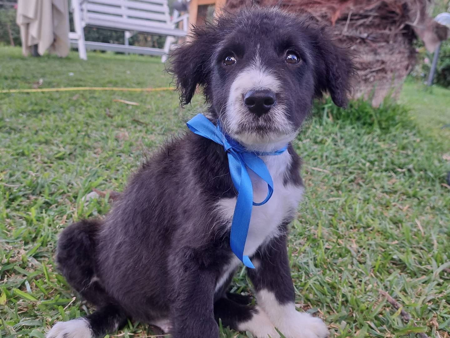 Adotta un cane, maschio, 10 mesi, Trapani