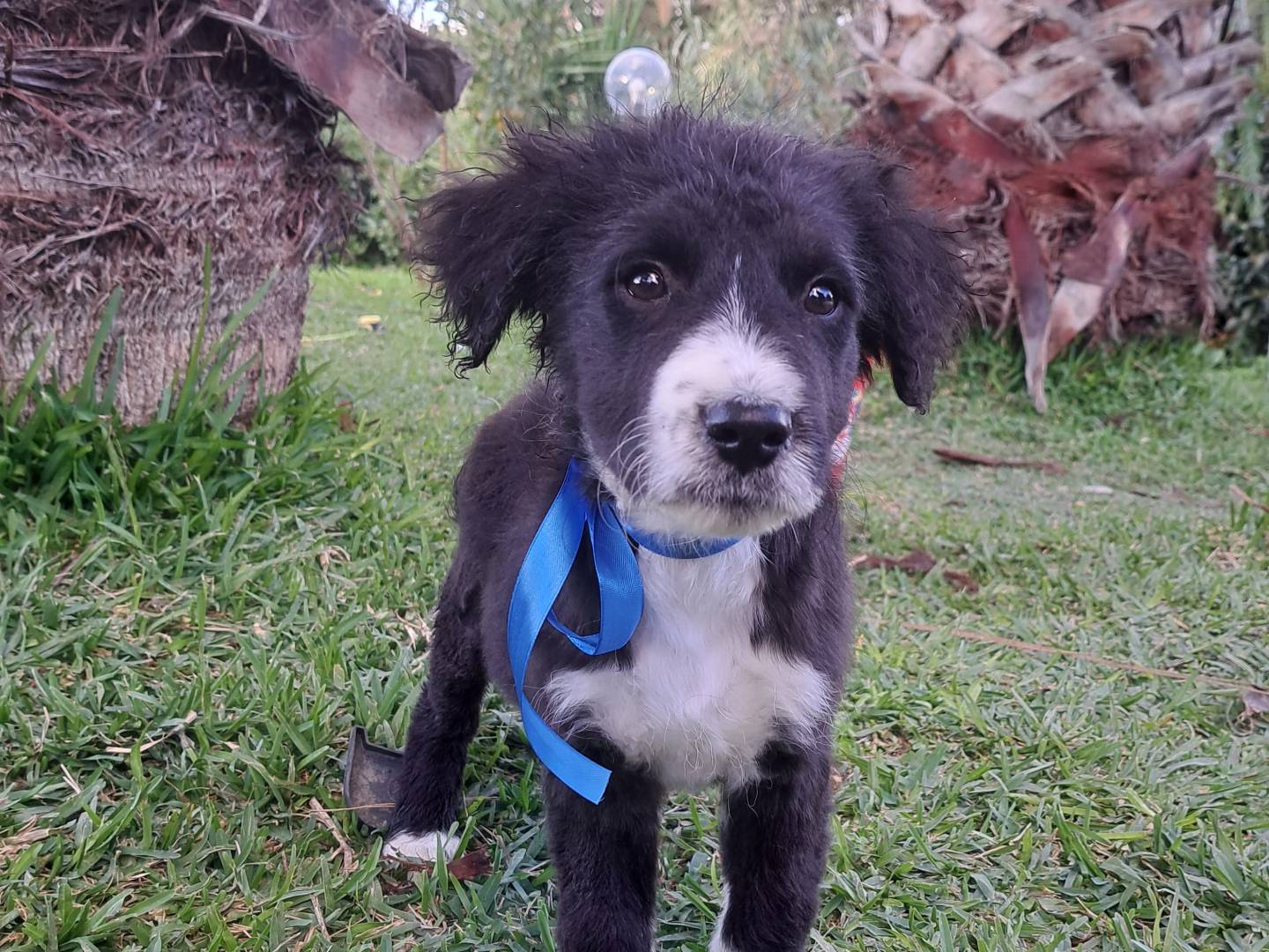Adotta un cane, taglia media, maschio, Trapani