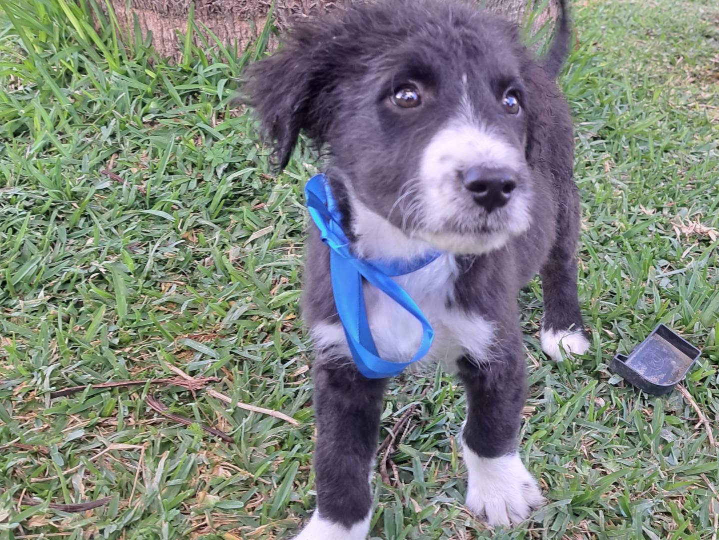 Adotta il cane Lucky a Trapani