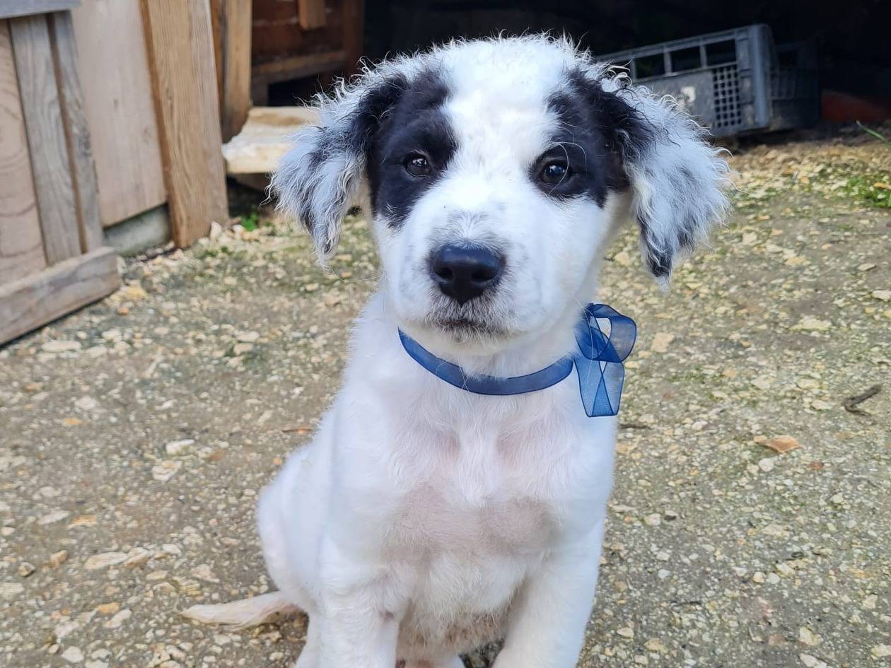 Adozione cane, maschio, Razza sconosciuta Razza sconosciuta, 10 mesi, taglia media, Trapani