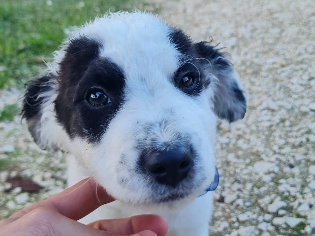 Adotta un cane, maschio, 10 mesi, Trapani