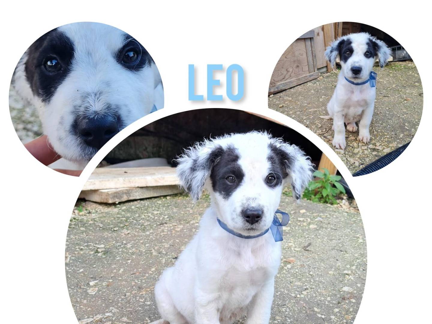 Adotta un cane, taglia media, maschio, Trapani