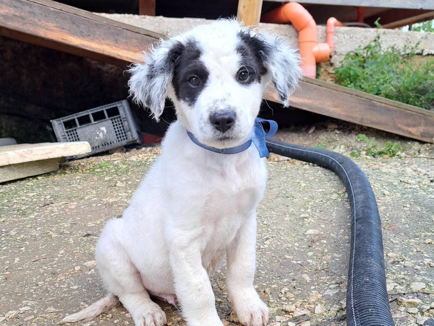 Vuoi adottare un cane a Trapani?