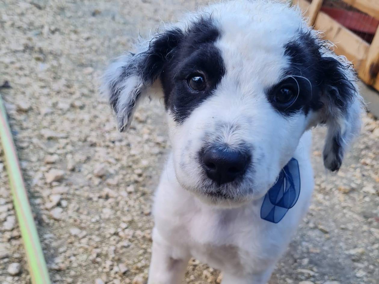 Adotta il cane Leo a Trapani