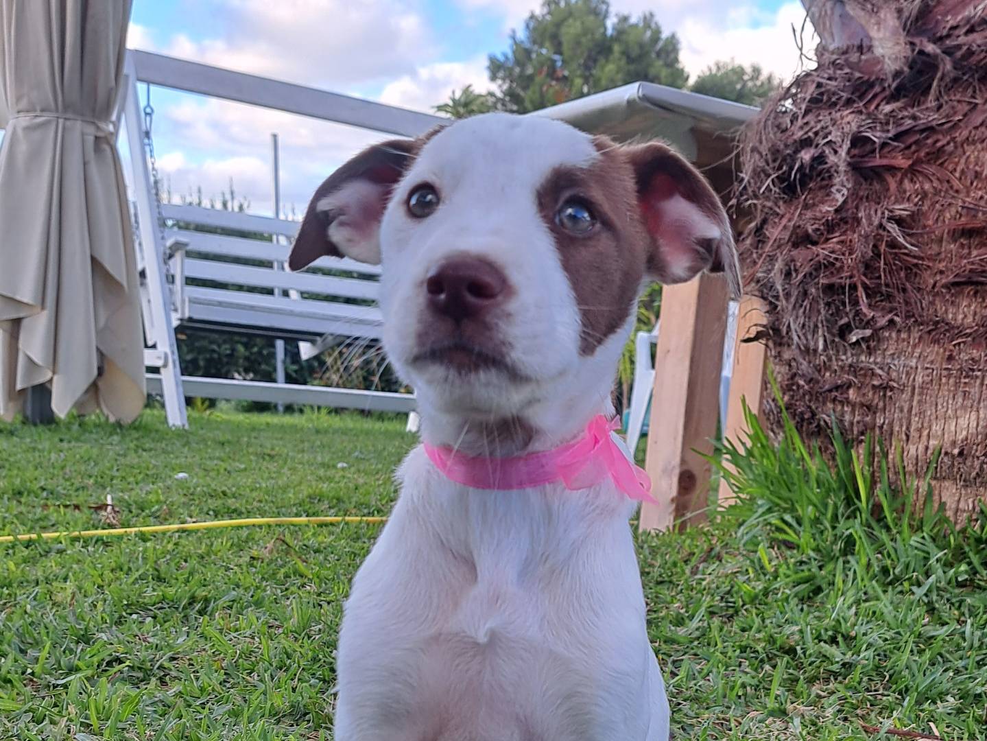 Adozione cane, femmina, Razza sconosciuta Razza sconosciuta, 10 mesi, taglia media, Trapani