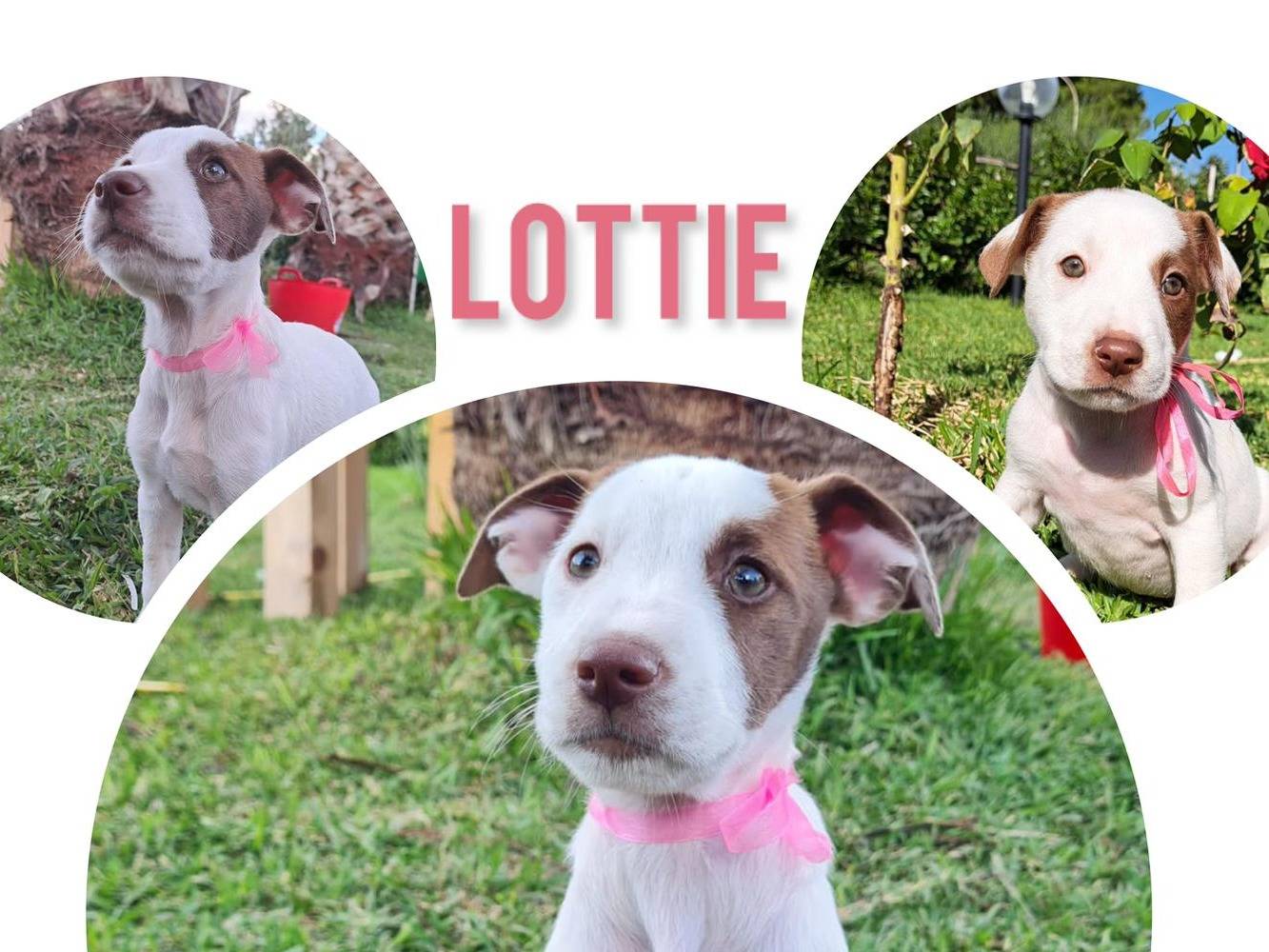 Adotta un cane, taglia media, femmina, Trapani