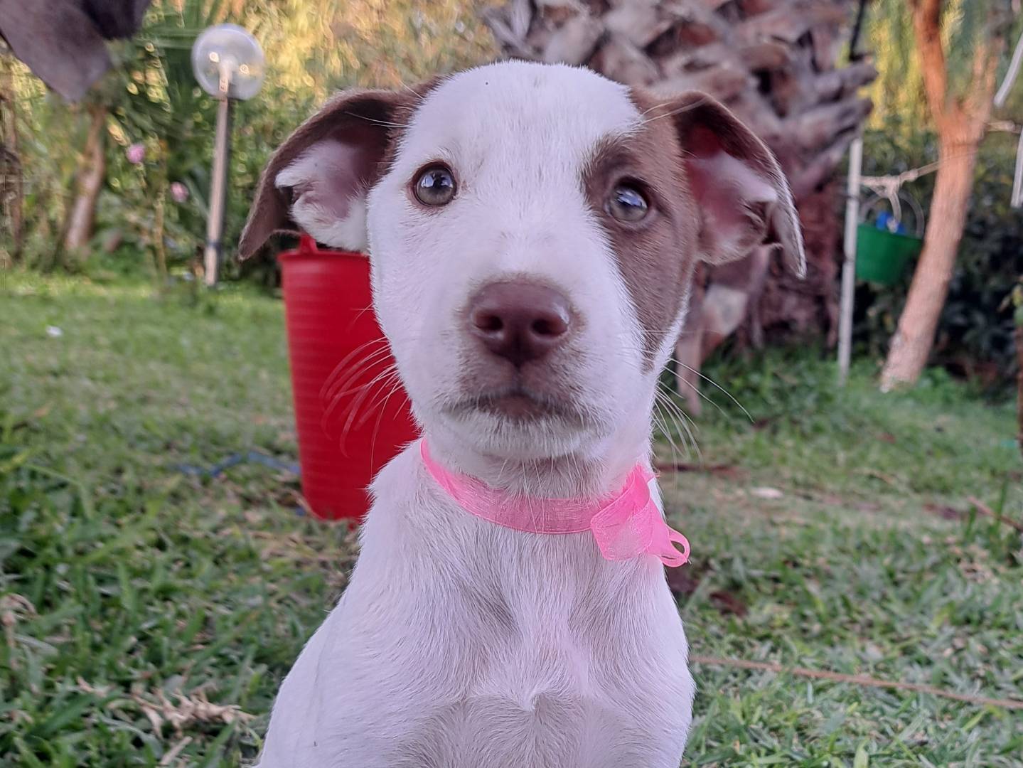 Vuoi adottare un cane a Trapani?