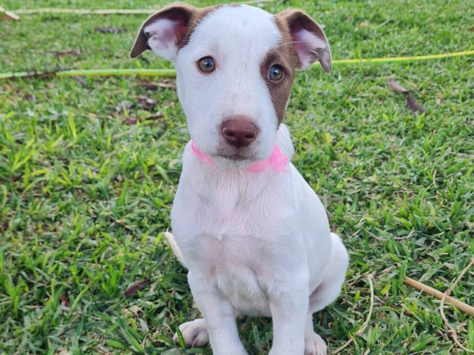 Adotta il cane Lottie a Trapani