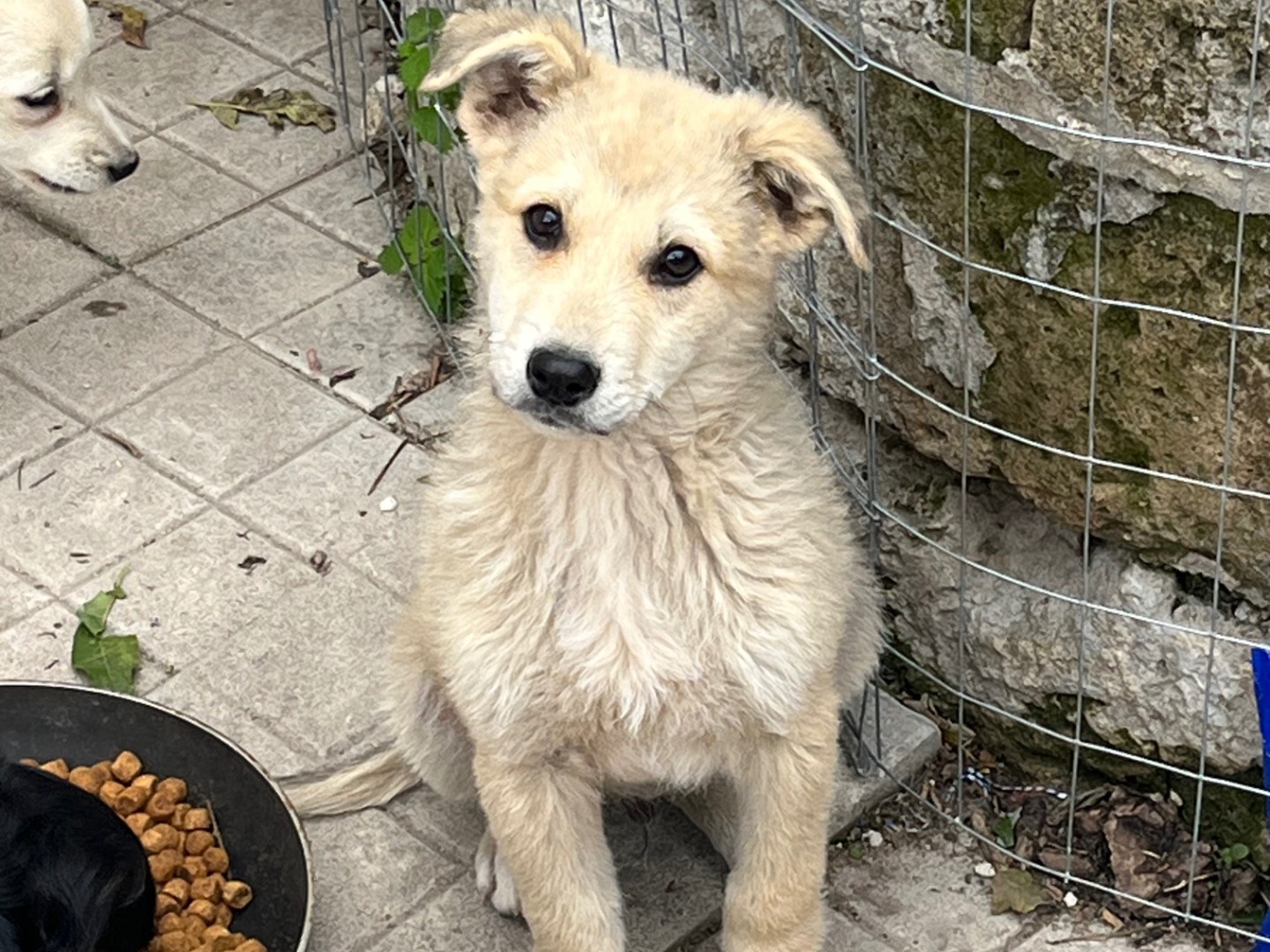 Adotta un cane, taglia media, maschio, Avellino