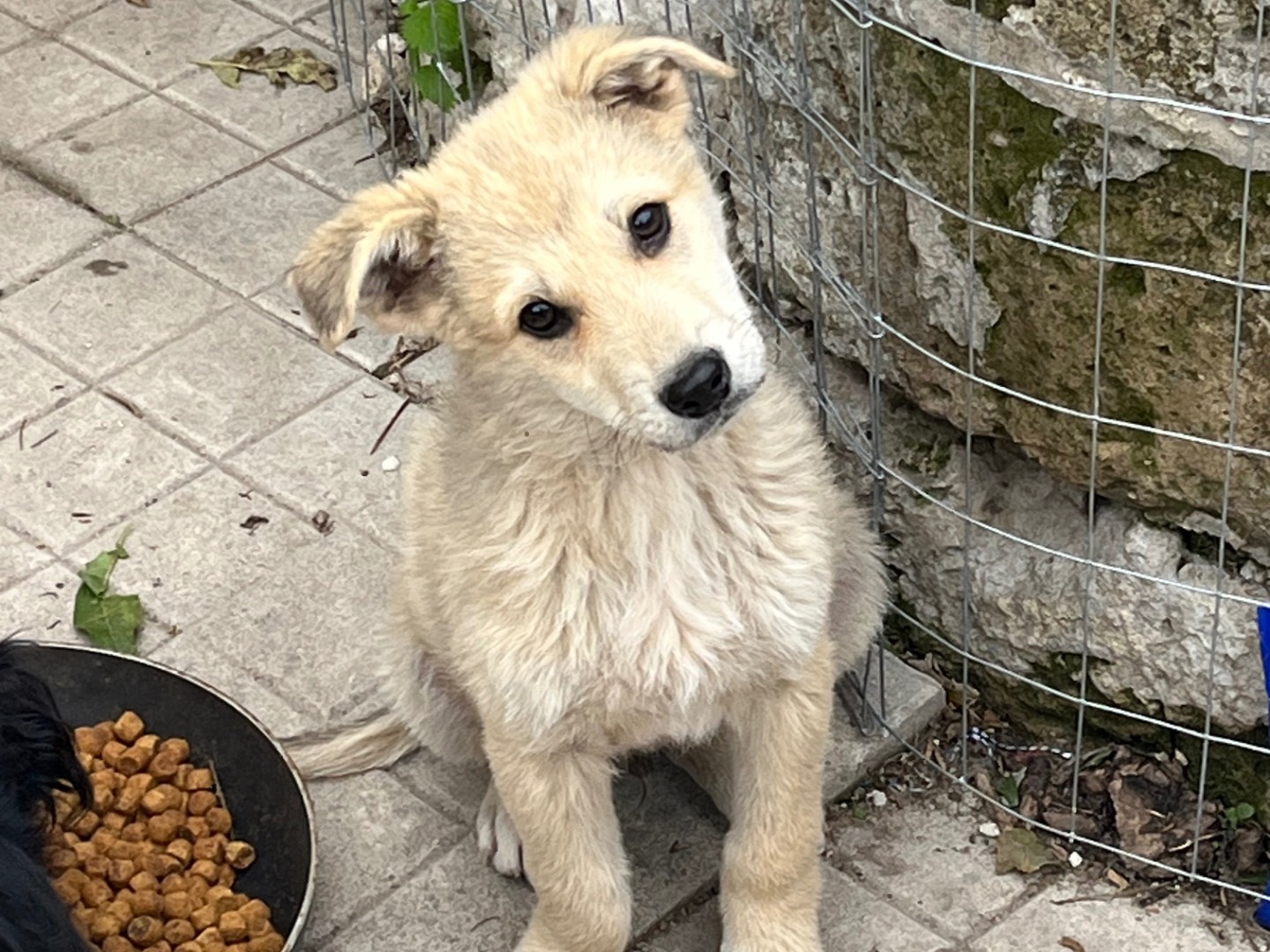 Vuoi adottare un cane a Avellino?