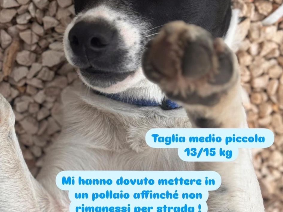Foto dell'animale