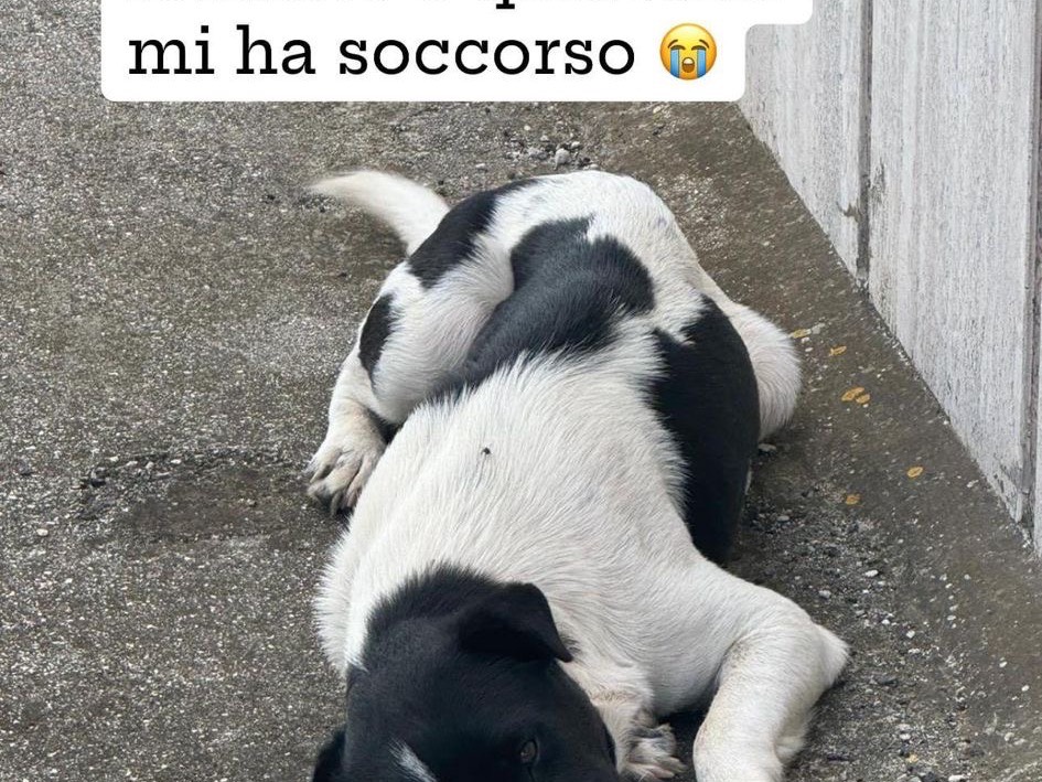 Adotta un cane, maschio, 1 anno e 3 mesi , Bari