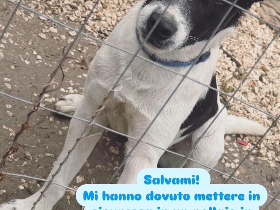 Adotta un cane, taglia media contenuta, maschio, Bari