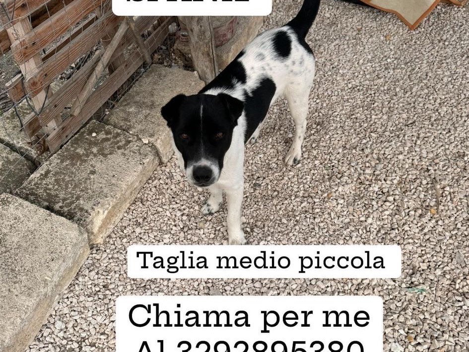 Adotta il cane Spank a Bari