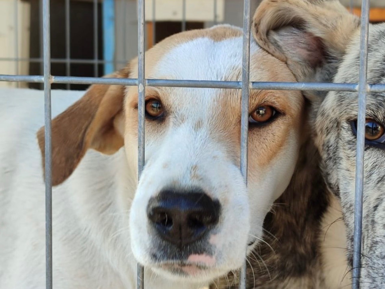 Adotta un cane, maschio, 1 anno e 1 mese, Milano
