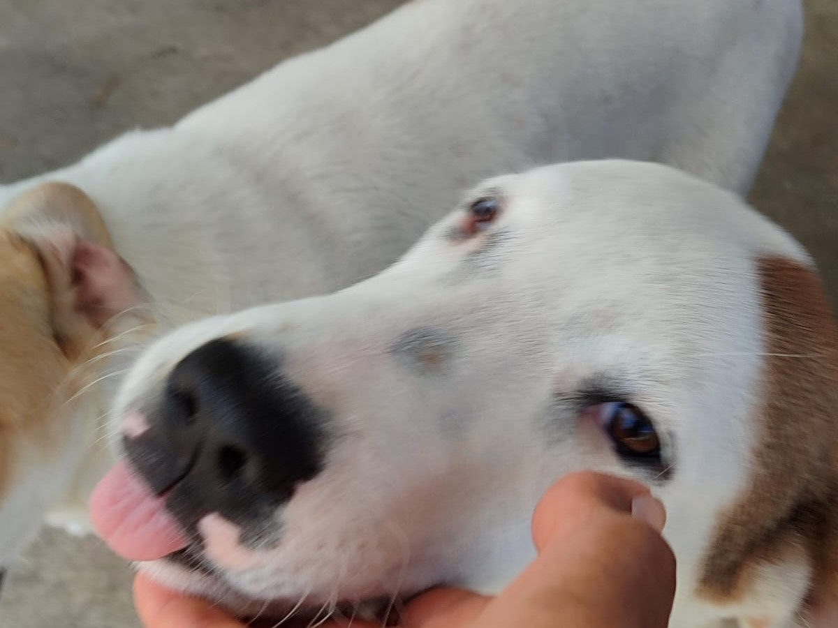 Vuoi adottare un cane a Milano?