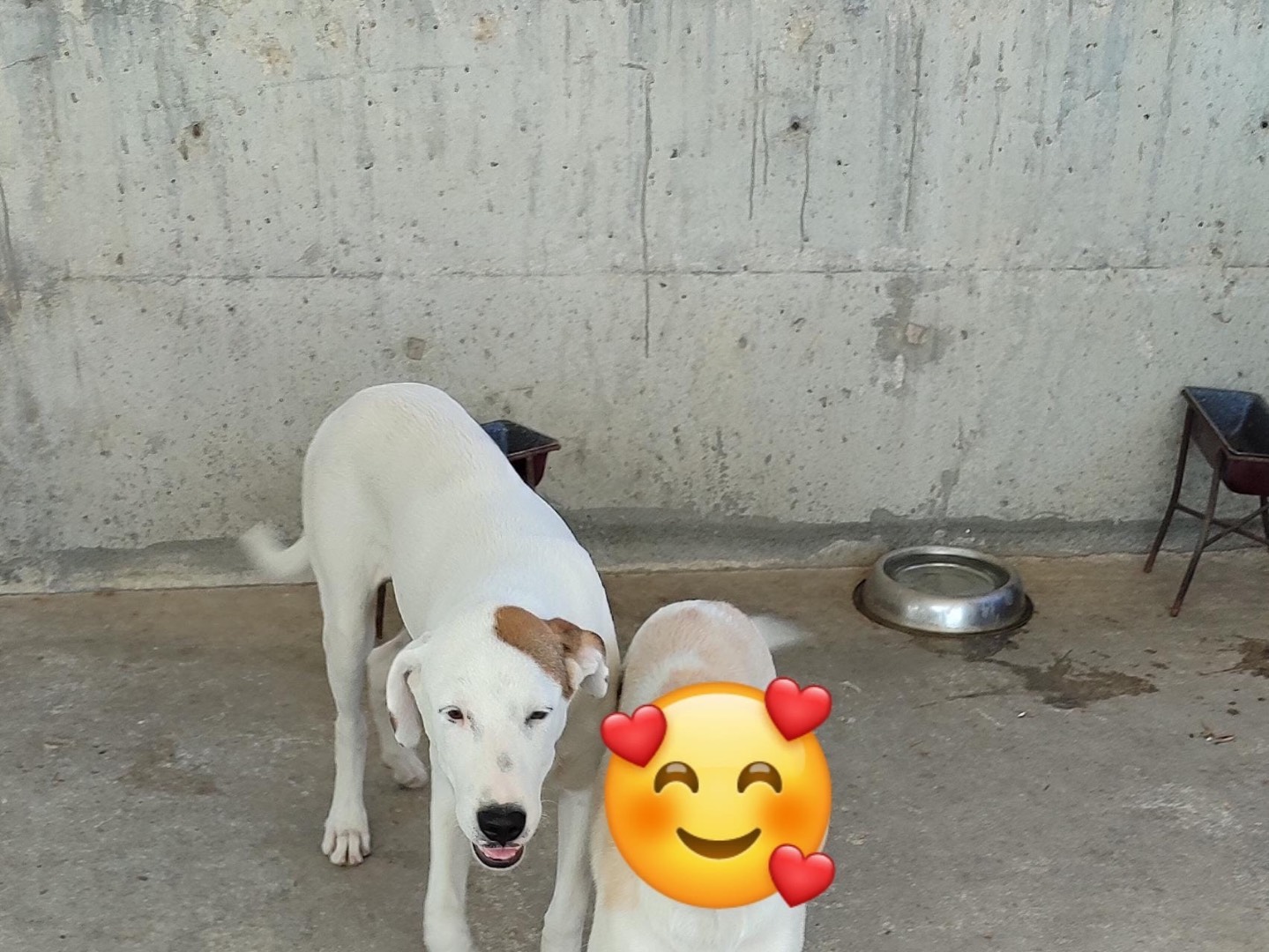 Adotta il cane Sirius  a Milano