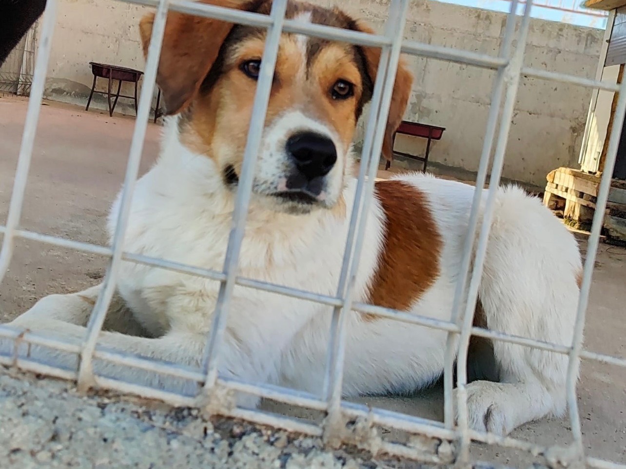 Adotta un cane, maschio, 1 anno e 1 mese, Milano