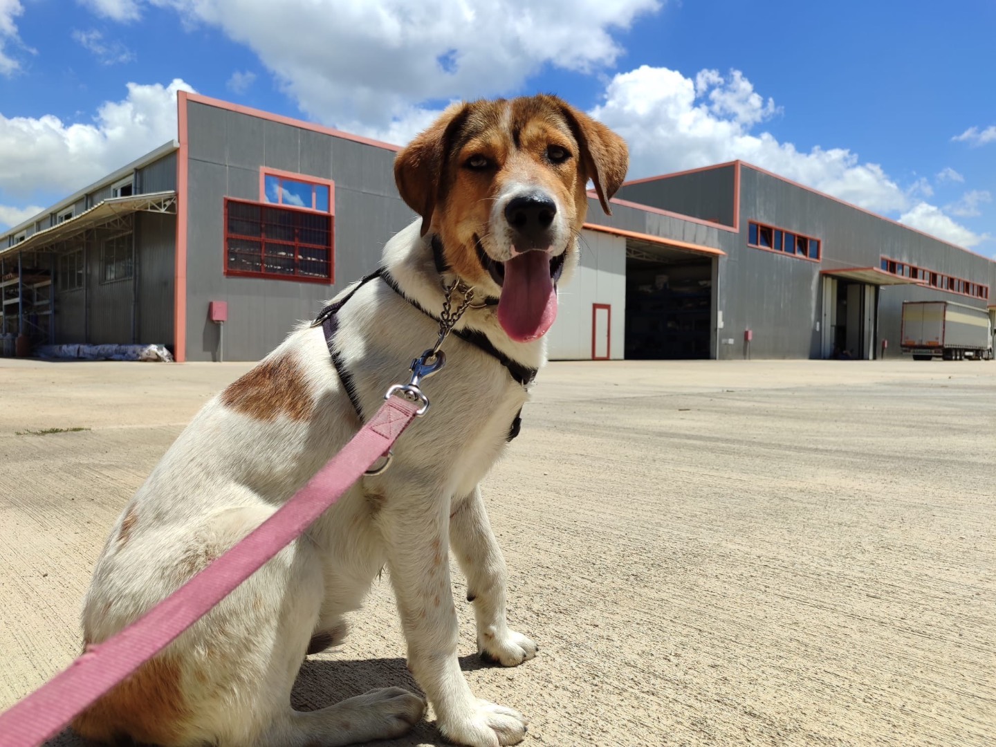 Adotta un cane, taglia media, maschio, Milano