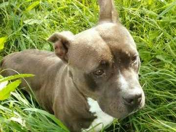 Adotta un cane, femmina, 1 anno e 7 mesi , Padova