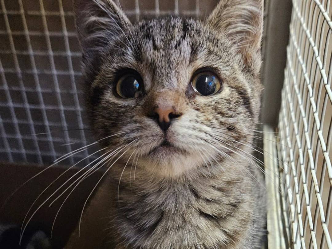Adozione gatto, femmina, Razza sconosciuta Razza sconosciuta, 1 anno, taglia non valida, Chieti