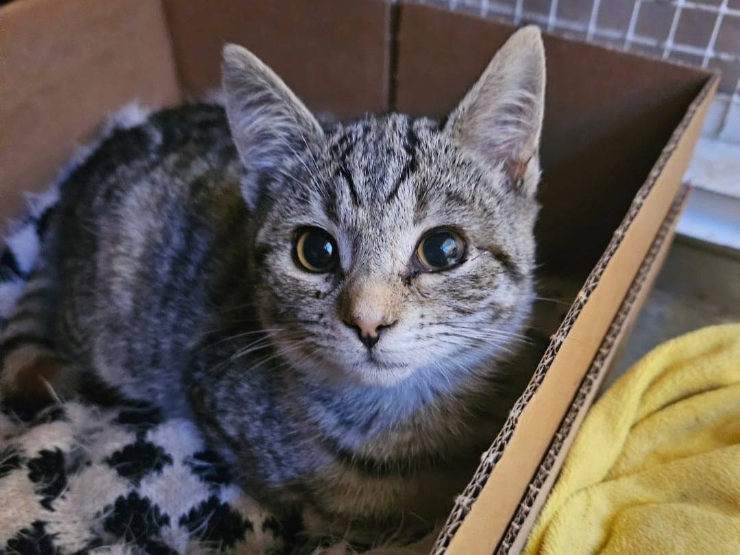 Adotta un gatto, femmina, 1 anno, Chieti