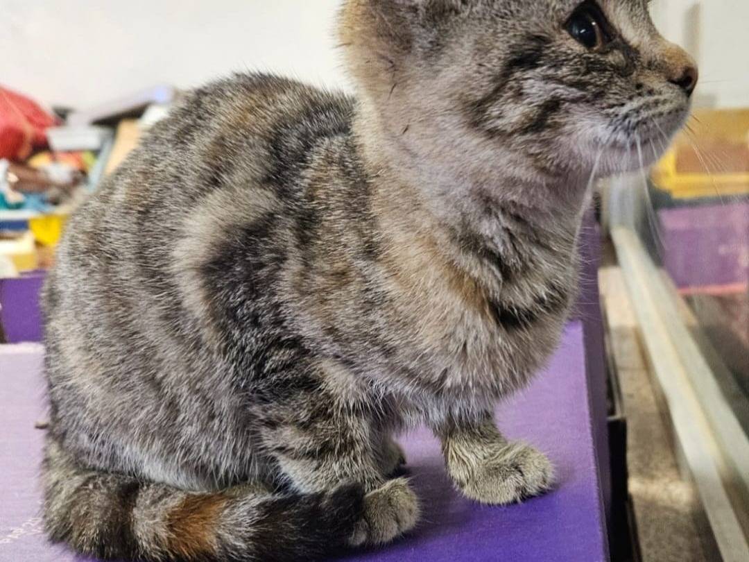 Adotta un gatto, taglia non valida, femmina, Chieti