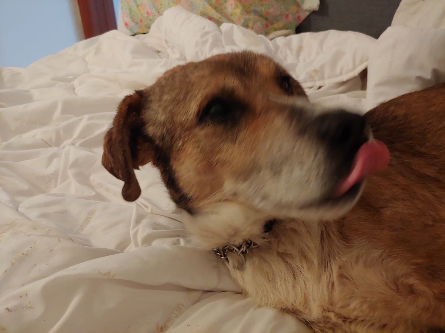 Adotta un cane, maschio, 3 anni  e 6 mesi , Milano