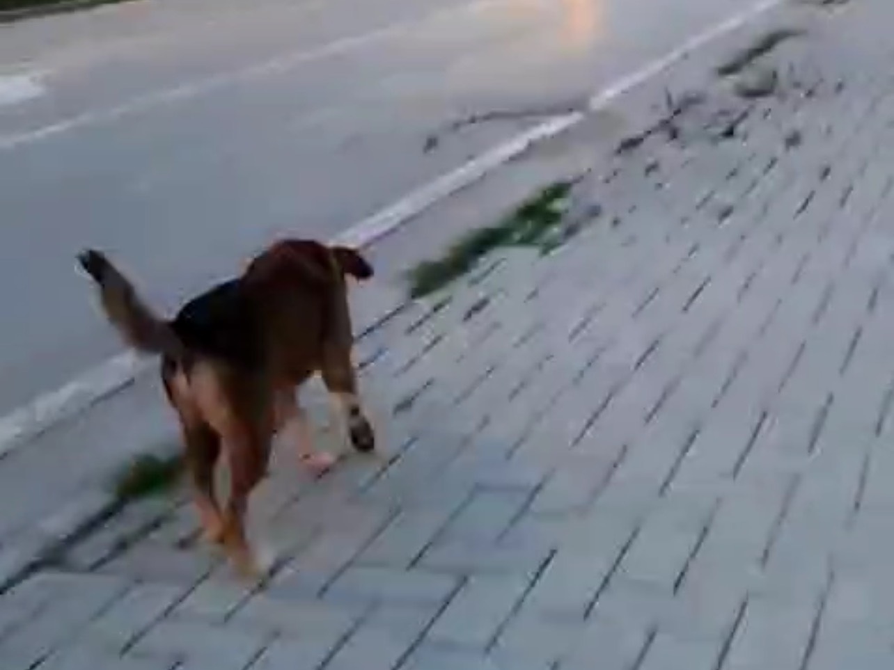 Adotta un cane, taglia media, maschio, Milano