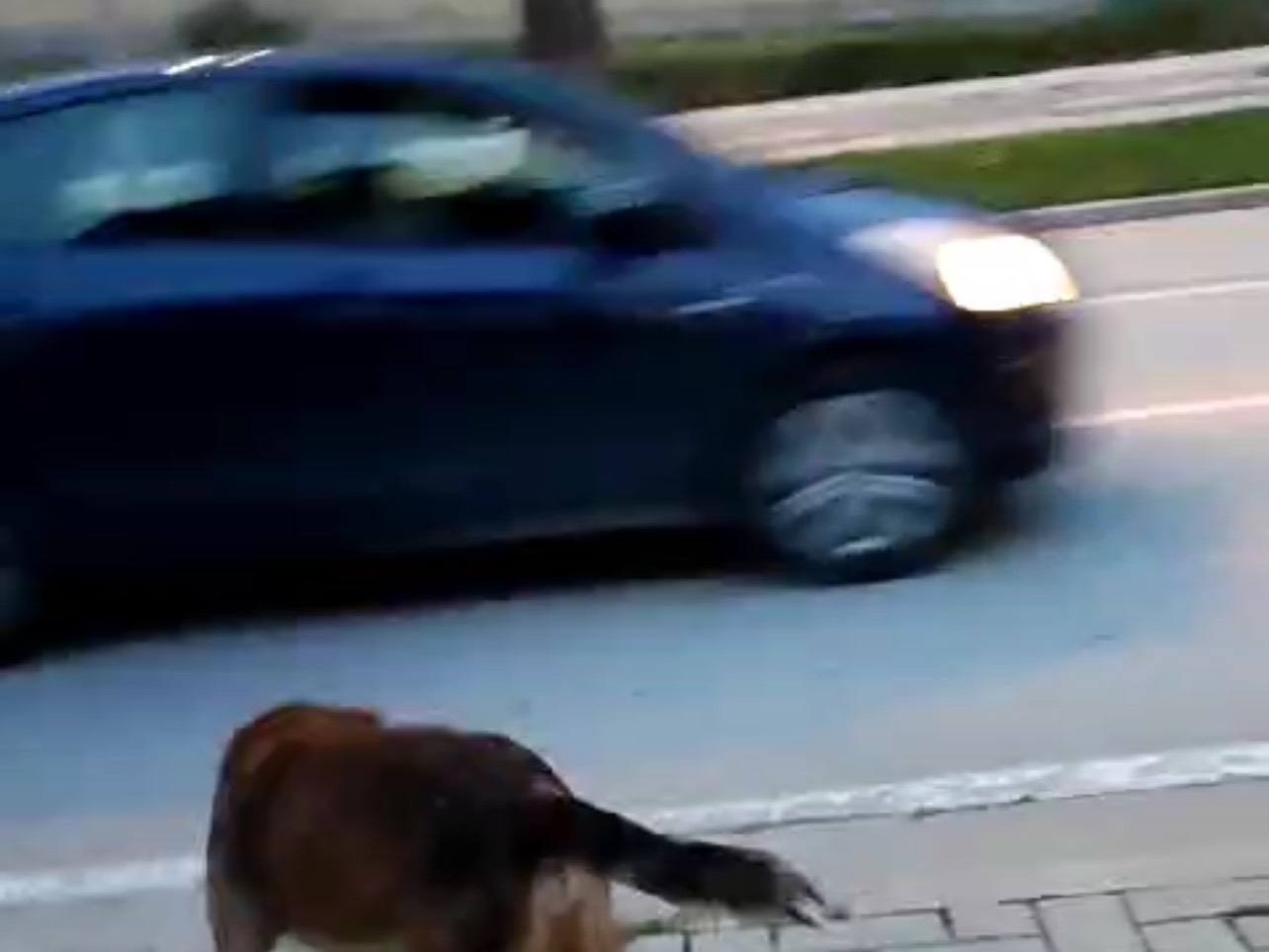 Vuoi adottare un cane a Milano?