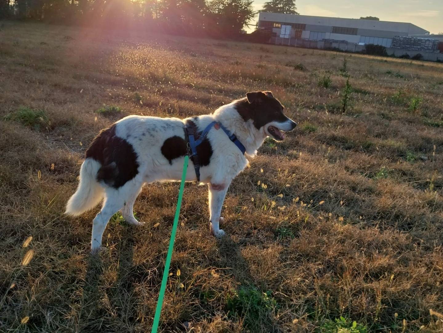 Adotta un cane, maschio, 11 anni , Milano