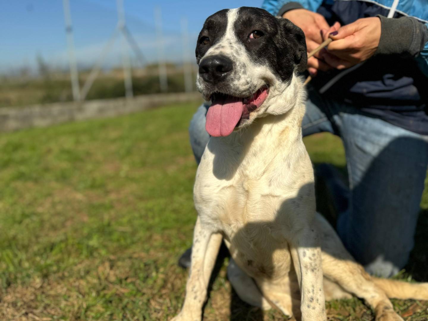 Adotta un cane, taglia media contenuta, femmina, Frosinone