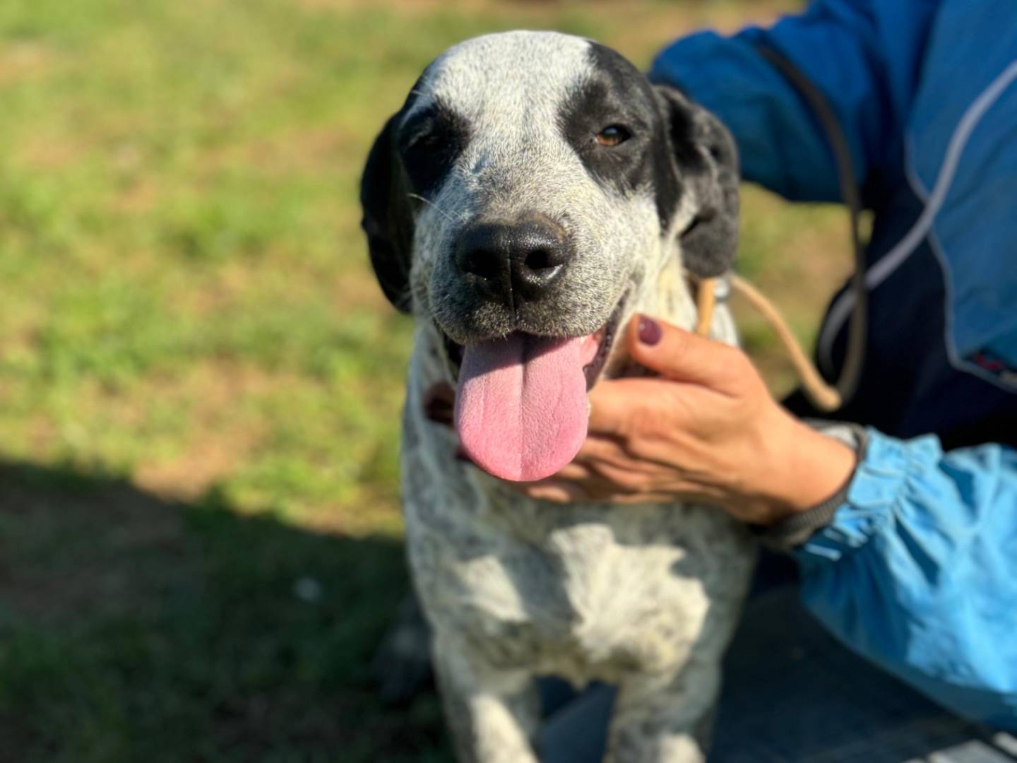 Adotta un cane, femmina, 10 mesi, Frosinone