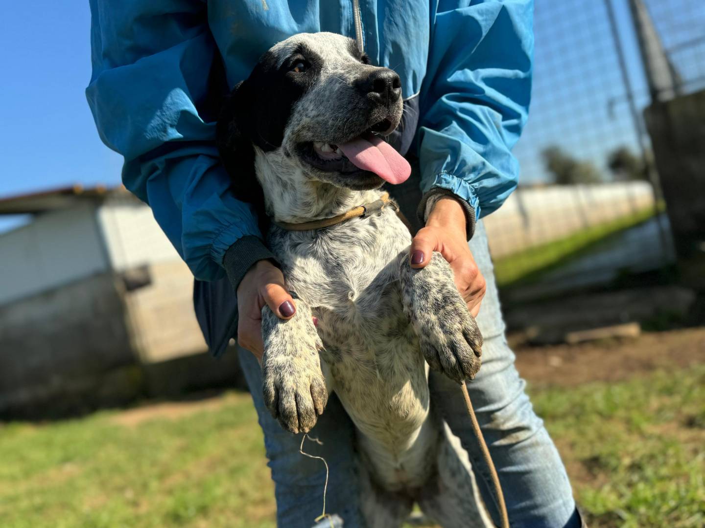 Adotta un cane, taglia media contenuta, femmina, Frosinone