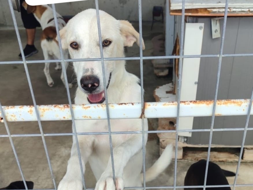Adotta un cane, femmina, 1 anno e 1 mese, Torino