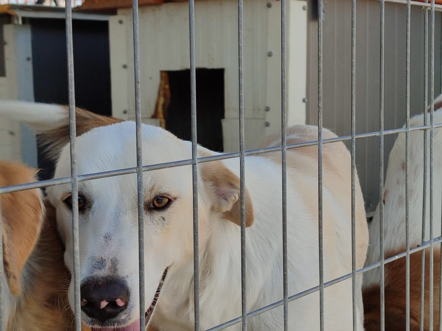 Adotta un cane, taglia media, femmina, Torino