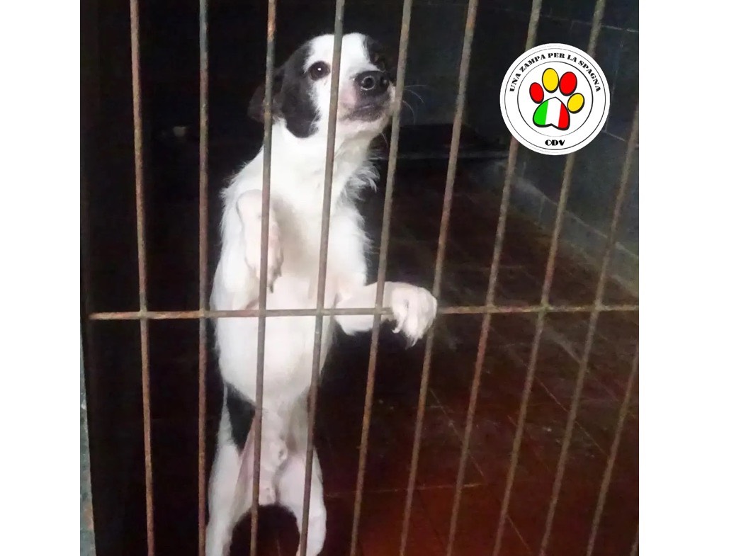Adozione cane, maschio, Razza sconosciuta Razza sconosciuta, 3 anni e 9 mesi, taglia piccola, Milano