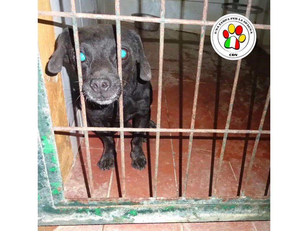 Adotta un cane, maschio, 3 anni e 6 mesi, Genova