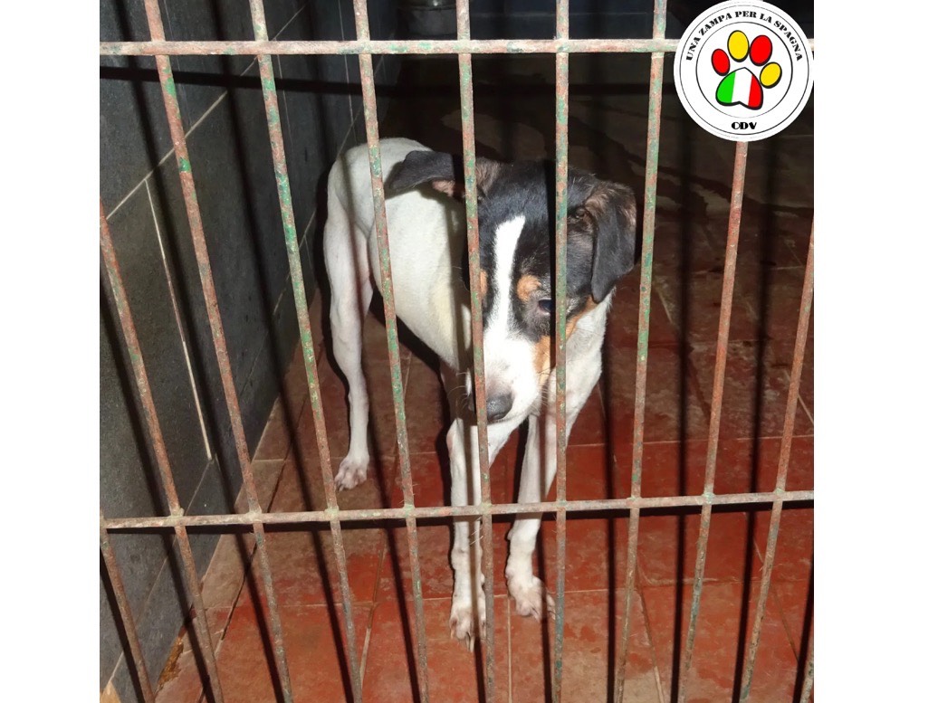 Adozione cane, maschio, Razza sconosciuta Razza sconosciuta, 3 anni e 8 mesi, taglia piccola, Milano