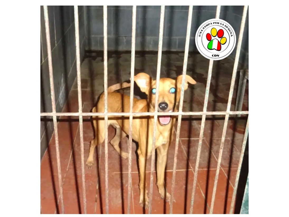 Adozione cane, maschio, Razza sconosciuta Razza sconosciuta, 3 anni e 8 mesi, taglia piccola, Milano