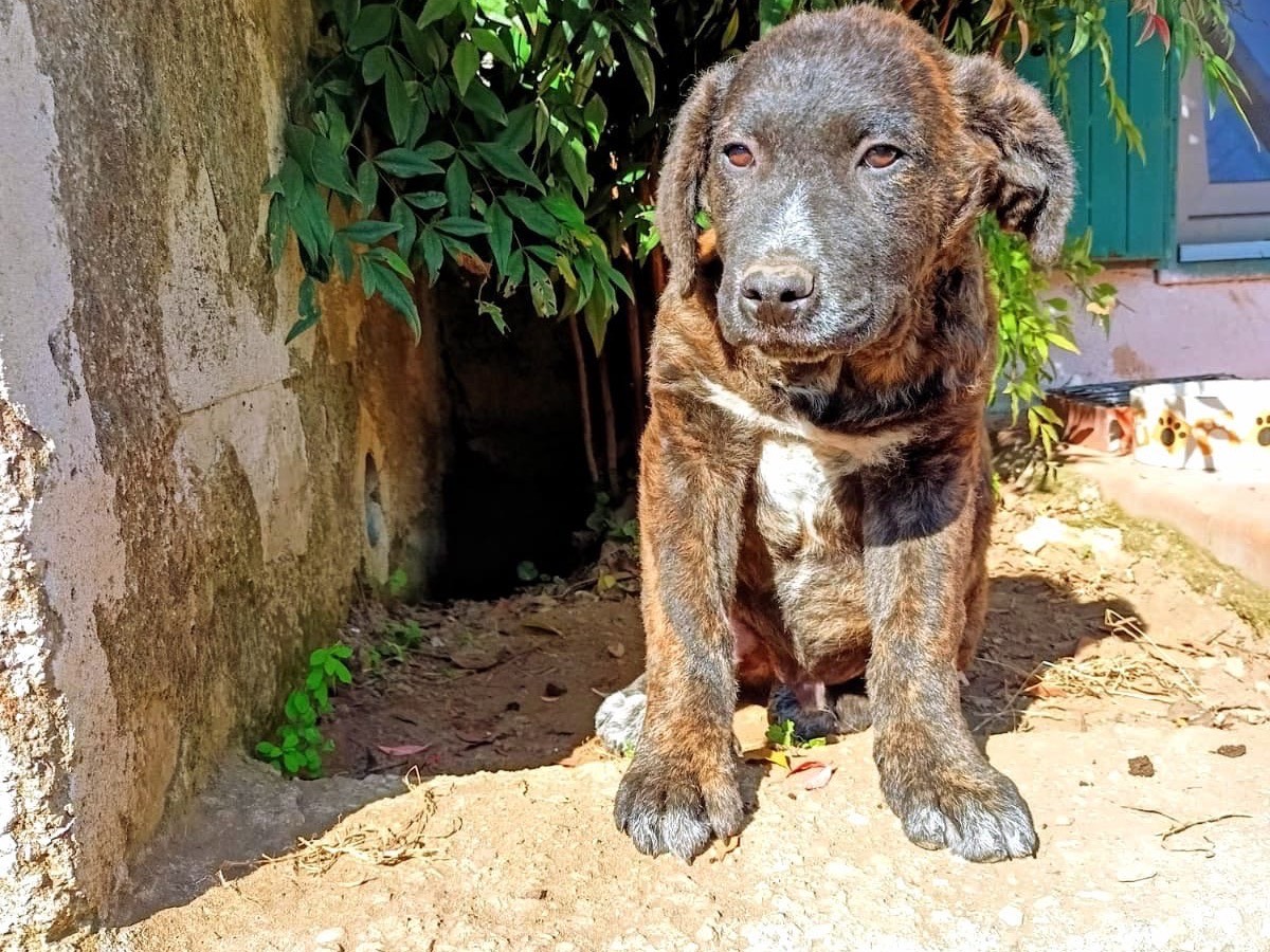 Adotta un cane, taglia grande, maschio, Salerno