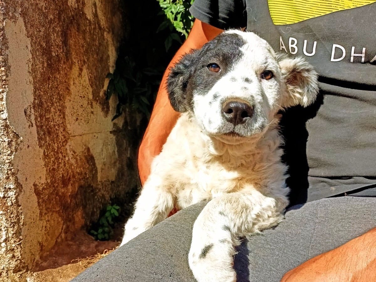 Adotta un cane, femmina, 1 anno e 6 mesi, Salerno