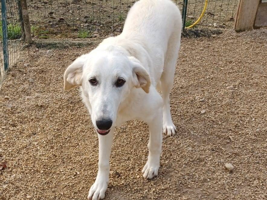 Adotta un cane, femmina, 1 anno e 2 mesi , Frosinone