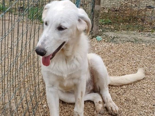Vuoi adottare un cane a Frosinone?