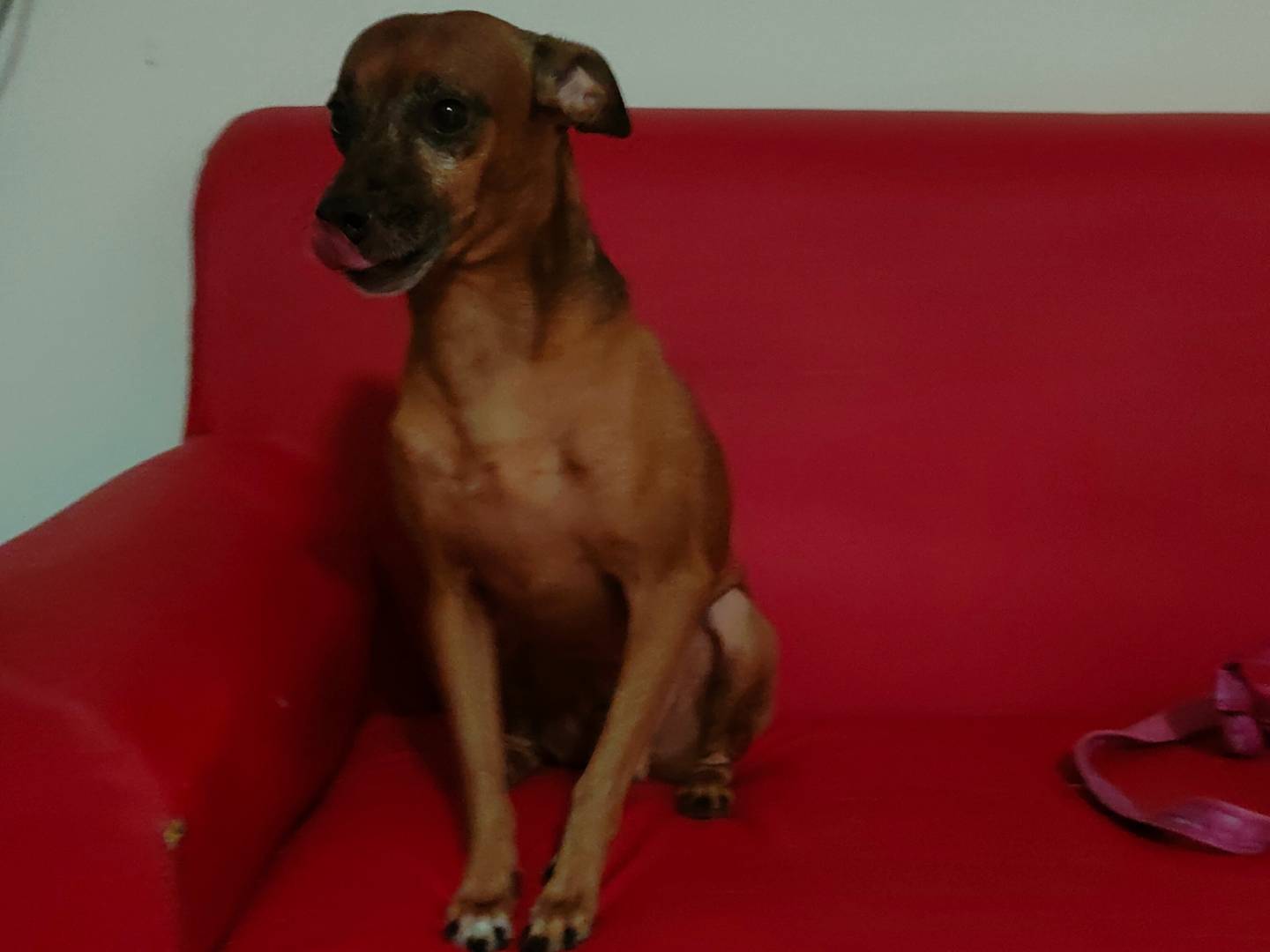 Adozione cane, maschio, Razza sconosciuta Razza sconosciuta, 4 anni  e 7 mesi , taglia piccola, Napoli